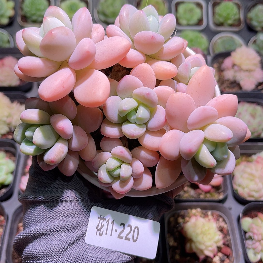 花11-220洛神群生