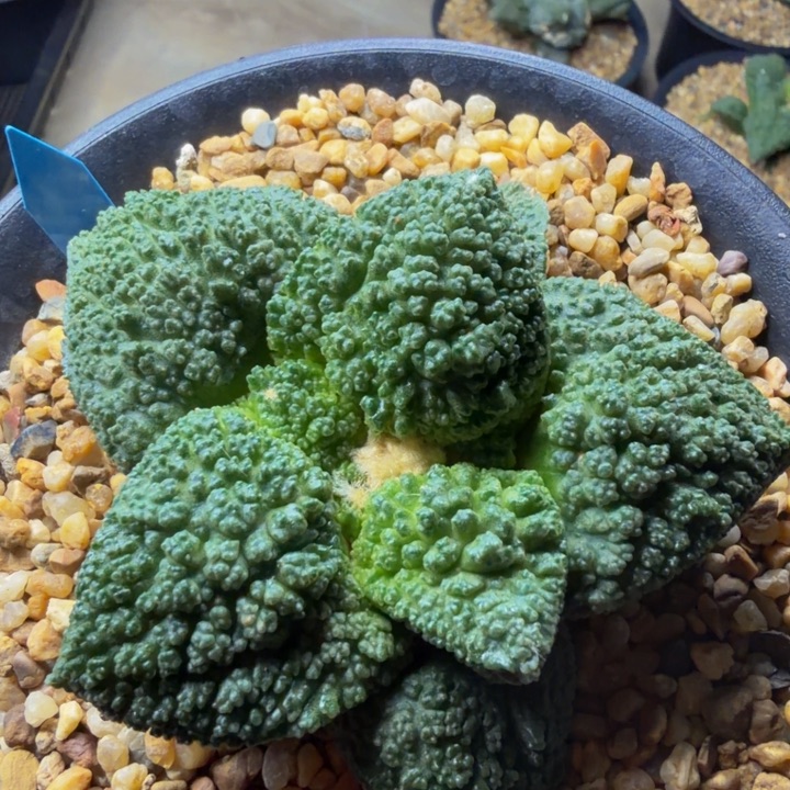 大型圆叶哥斯拉怒涛