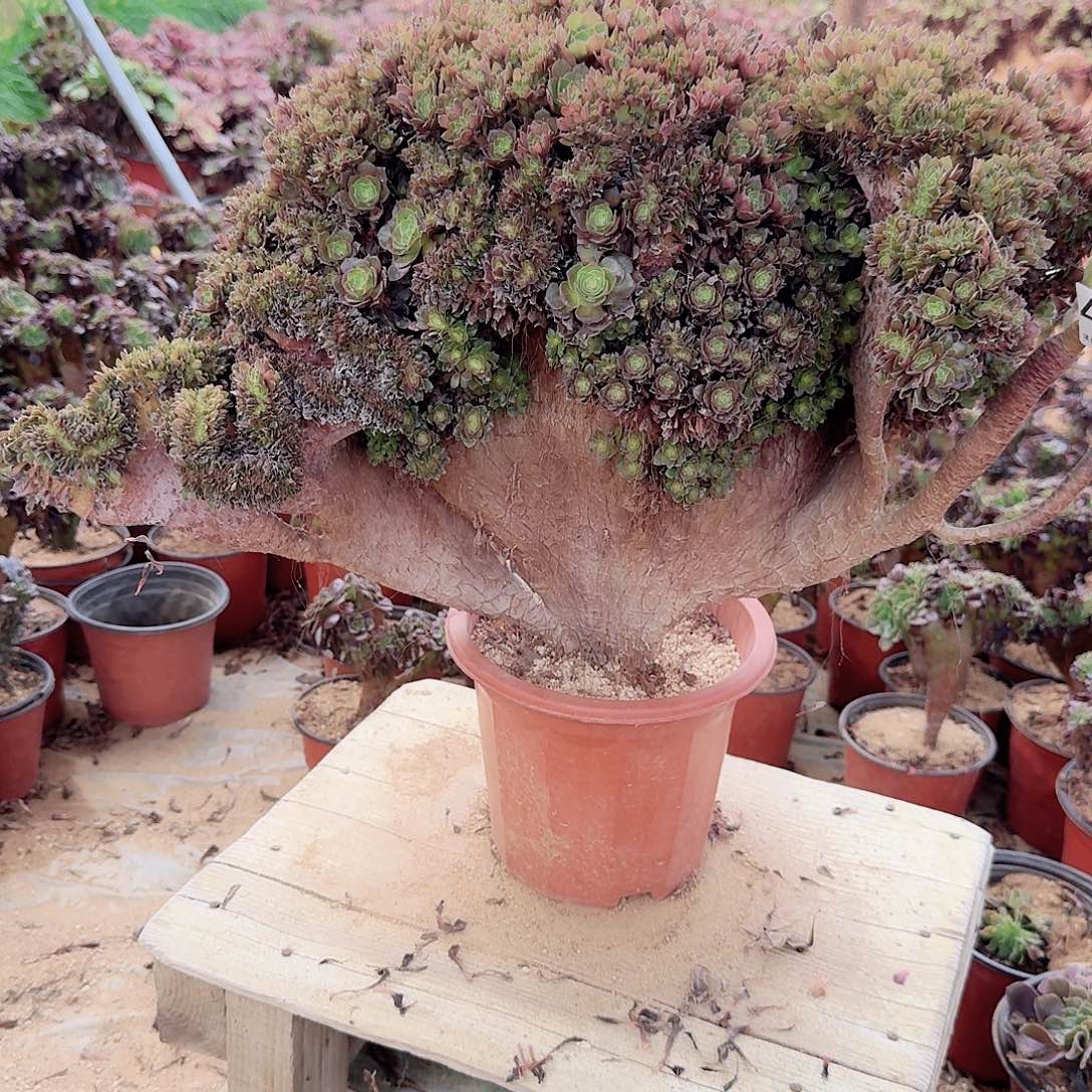 442万缀一颗朵朵有几处小生长裂