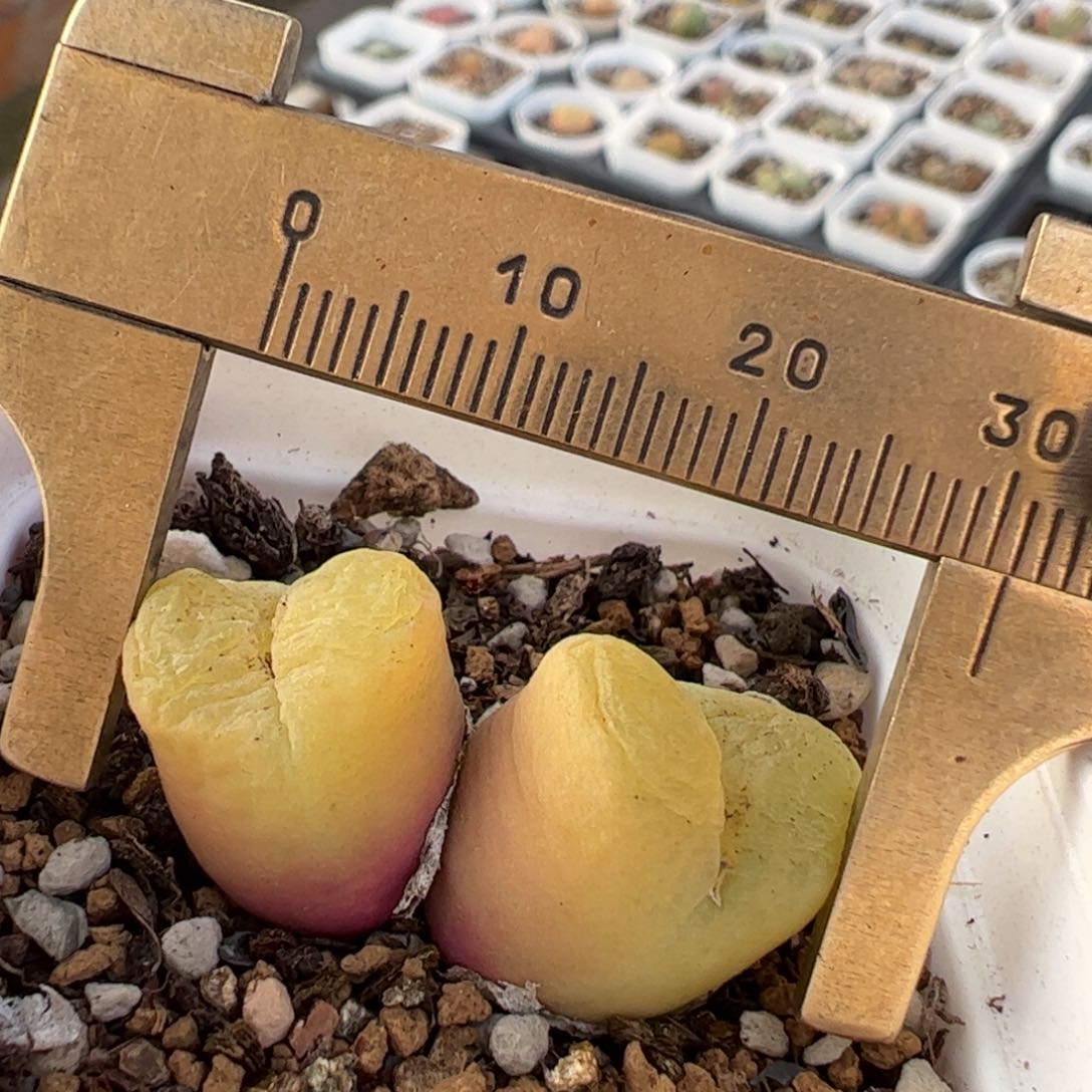 彩虹毛多肉植物百科