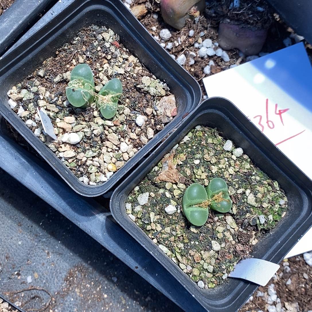 用***119364。   两颗。  带盆。  