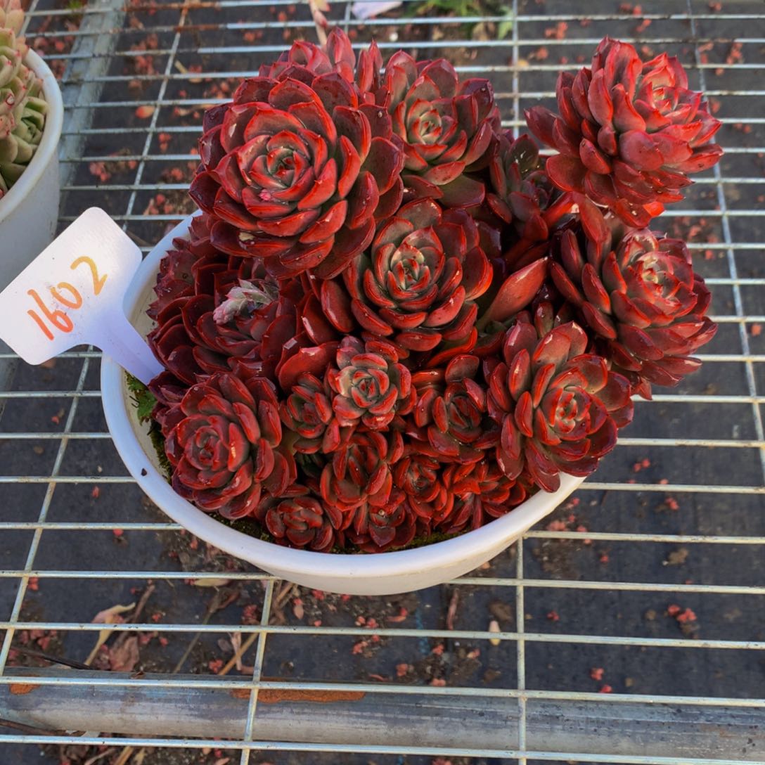 一物一拍1602-30-58