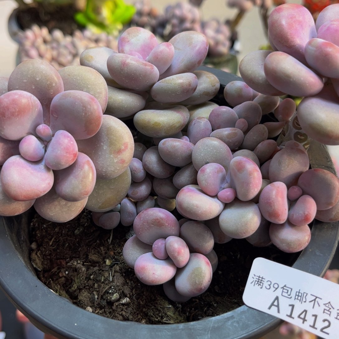 412/10cm腰子桃蛋多肉植物