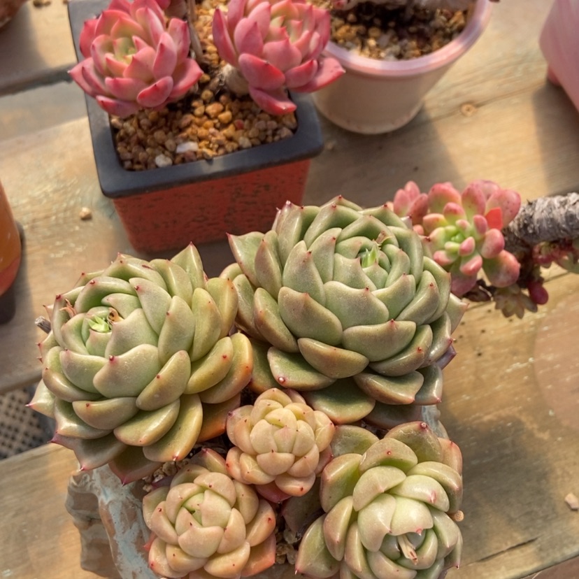 【闪购商品】白玫瑰