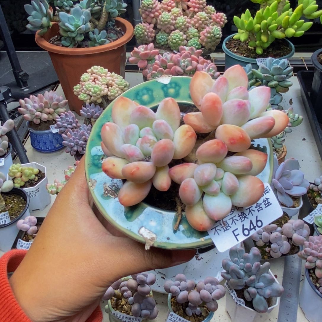 646丸叶香水多肉7c m