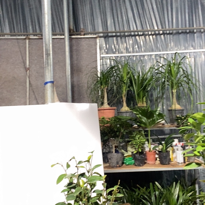 完全开放含笑，绿植，冻坏不赔19的