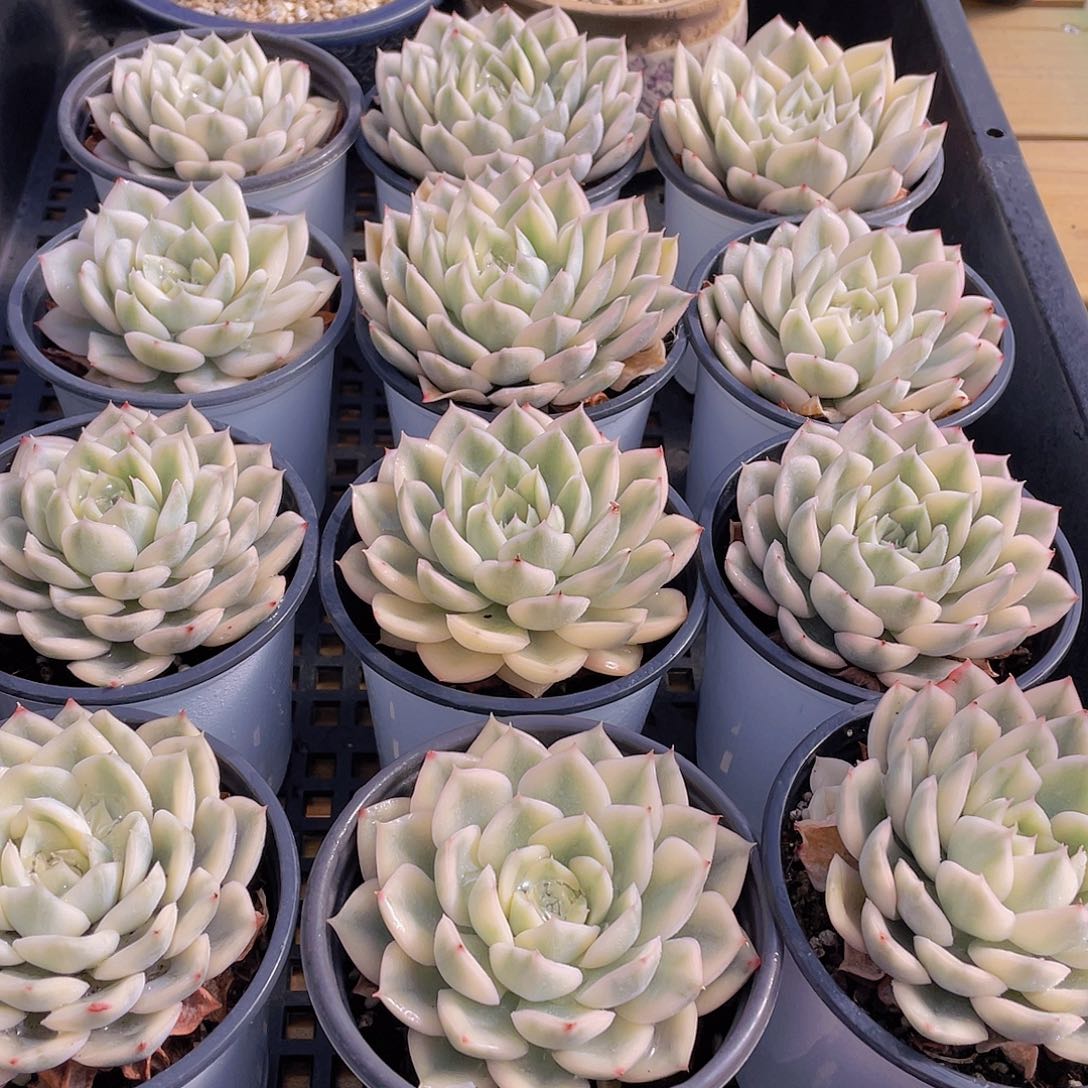 量拍47号 月亮仙子锦单头2个