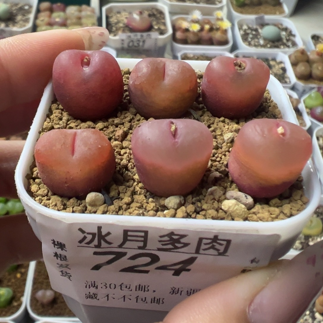 724吕红六颗裸根发货