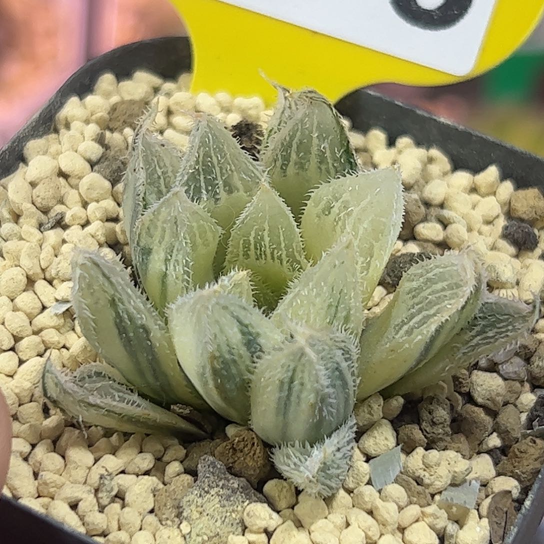 糊斑白毛锦十二卷多肉