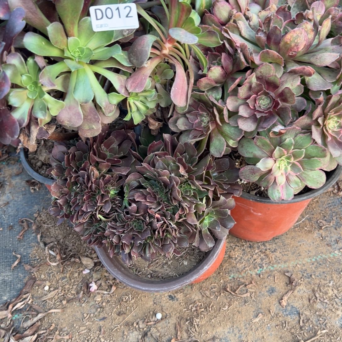 012三颗组合多肉植物