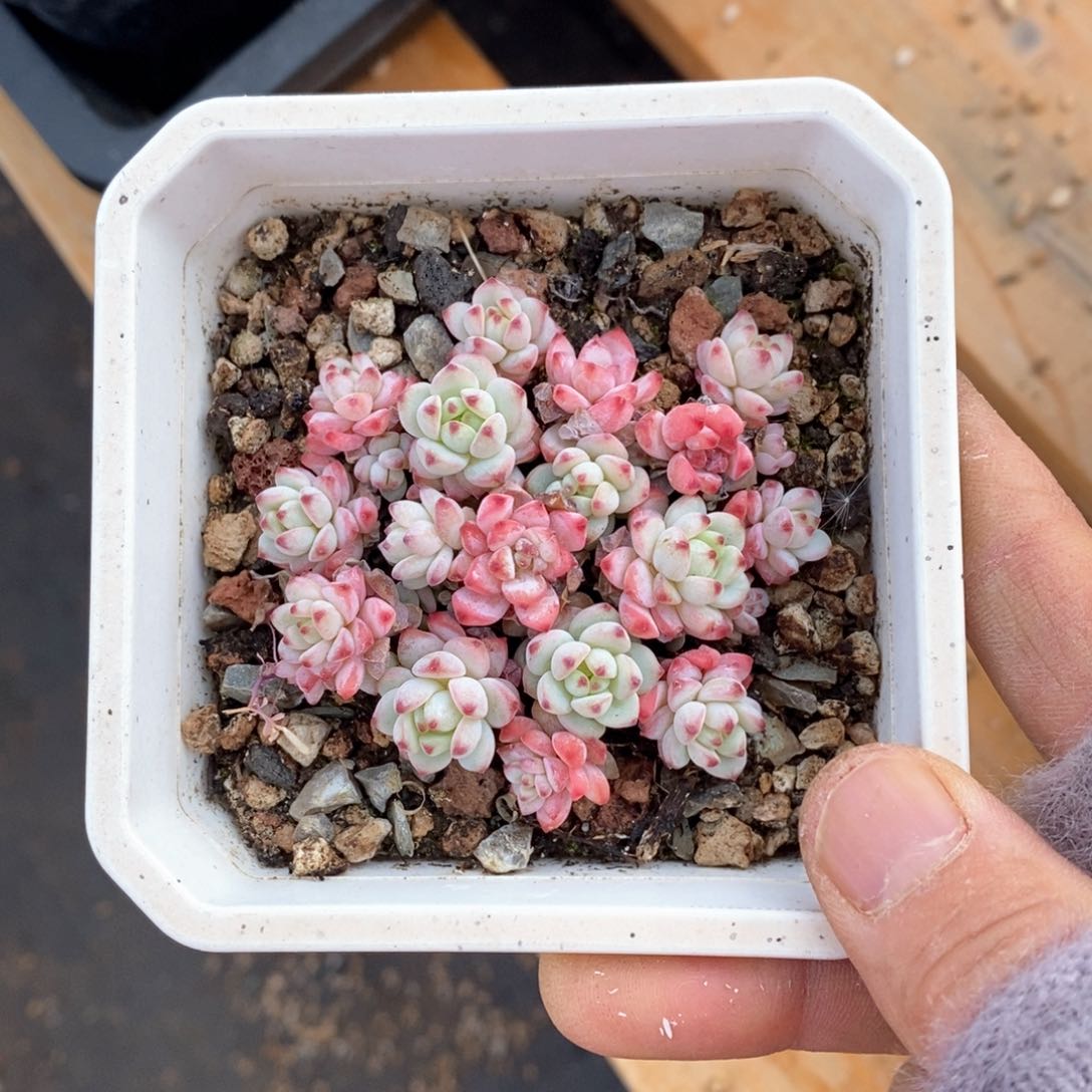 精品多肉一物一拍不包整85