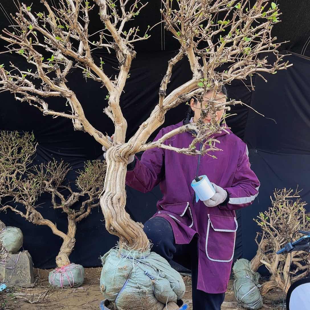 无花朵金银花的故事是一个