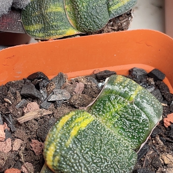 好***鱼客户专拍一物一拍