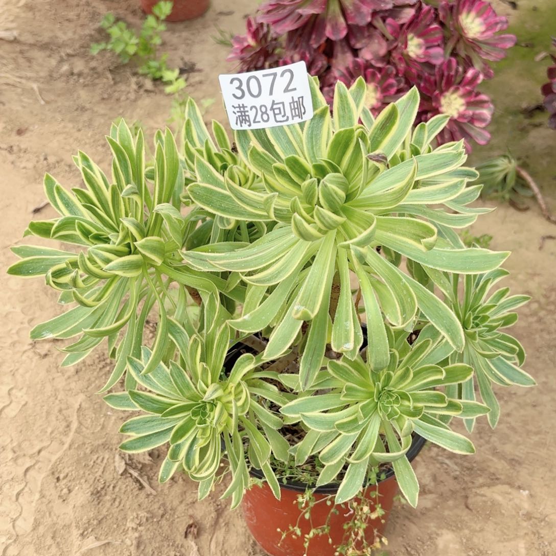 3072虞姬多肉11111111