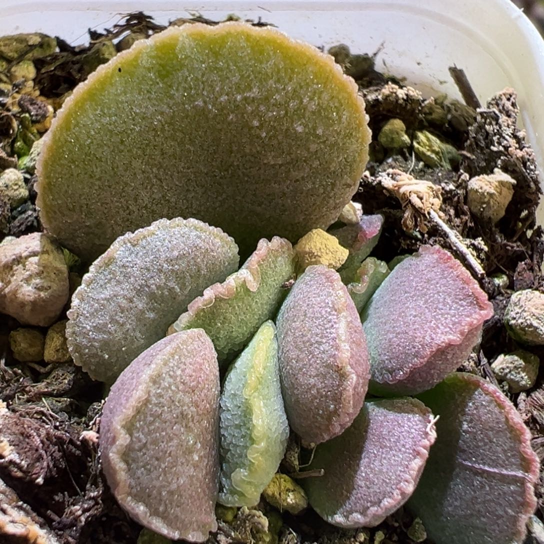 实生新品大苗多肉植物水泡