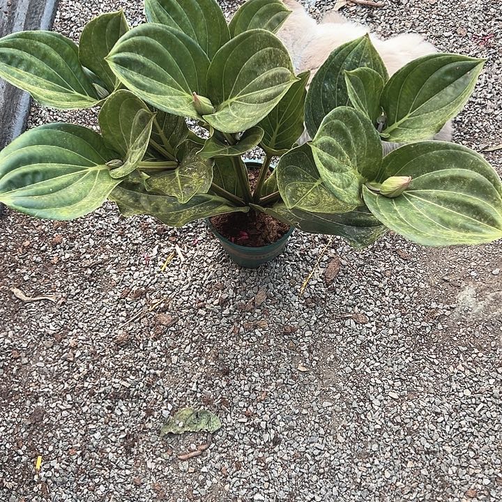 上***水少量花朵（建议范围：2朵-5朵 或40%以下）