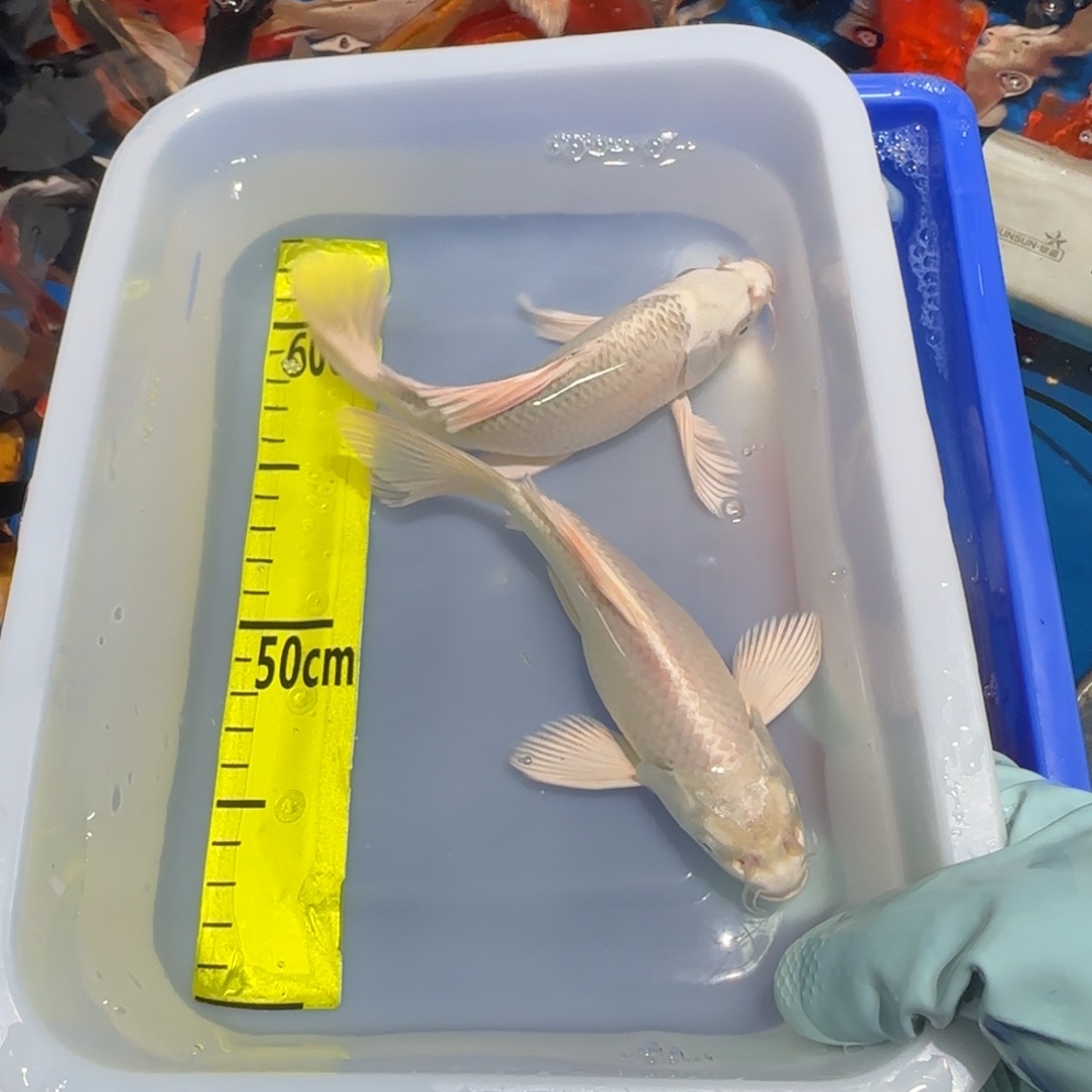 中国大陆蝴蝶鲤白色精品两条