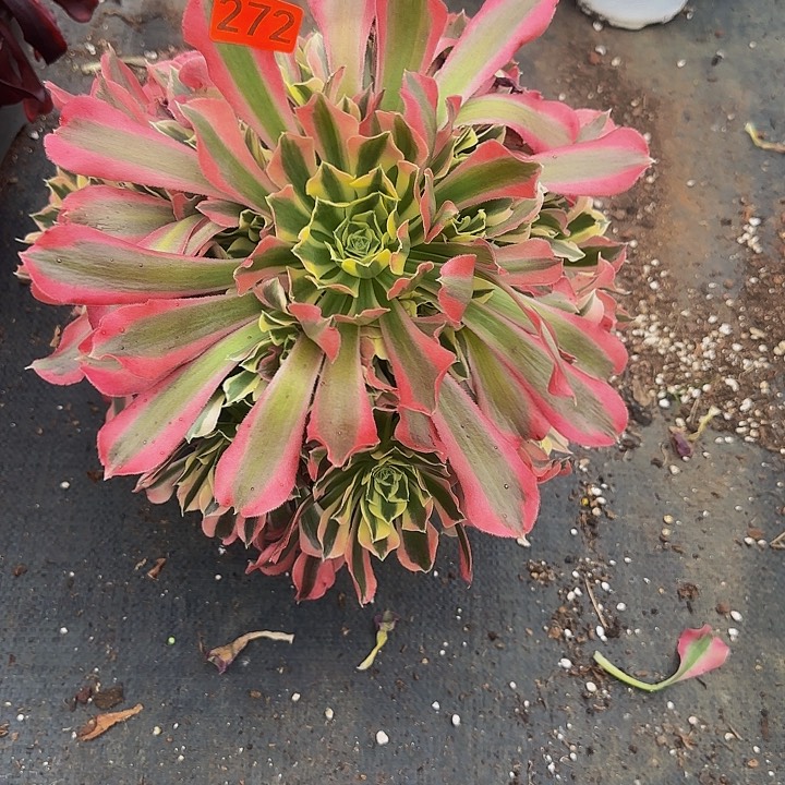 272多肉法师锦1111