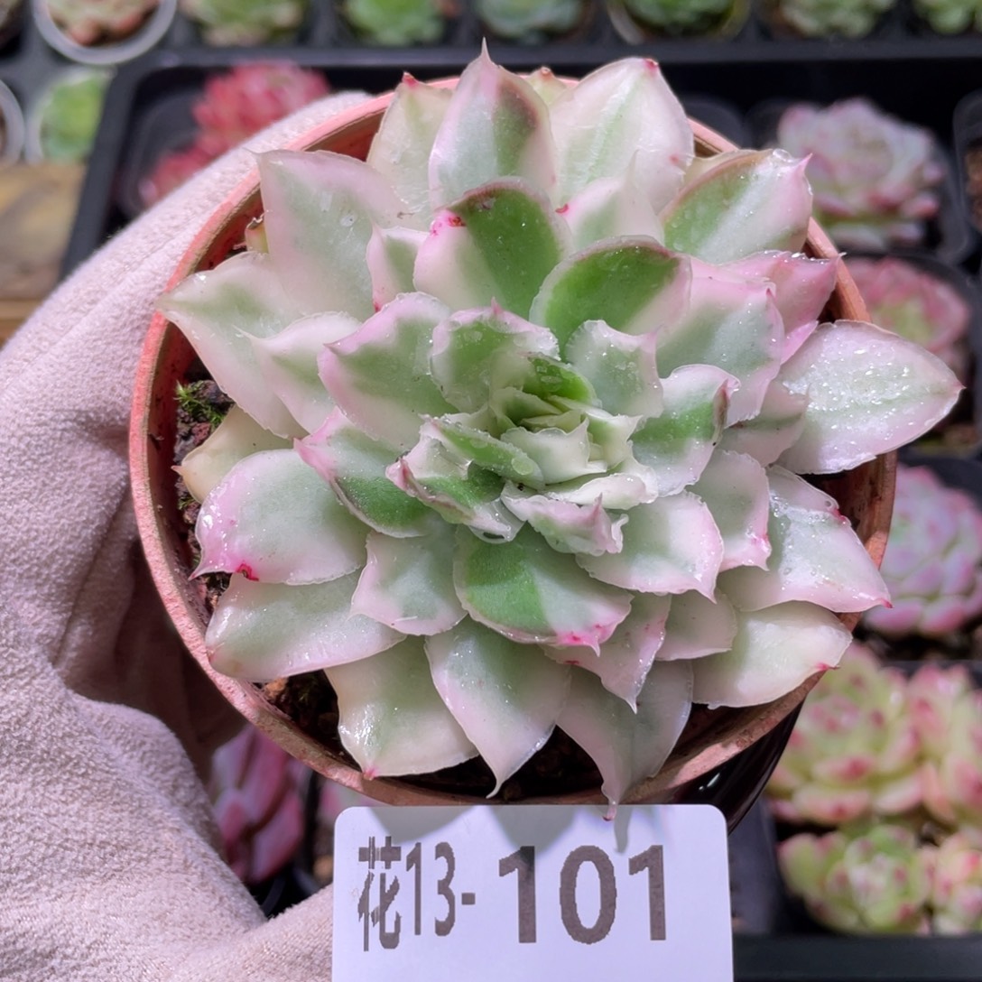 花利美13-101紫蝴蝶锦