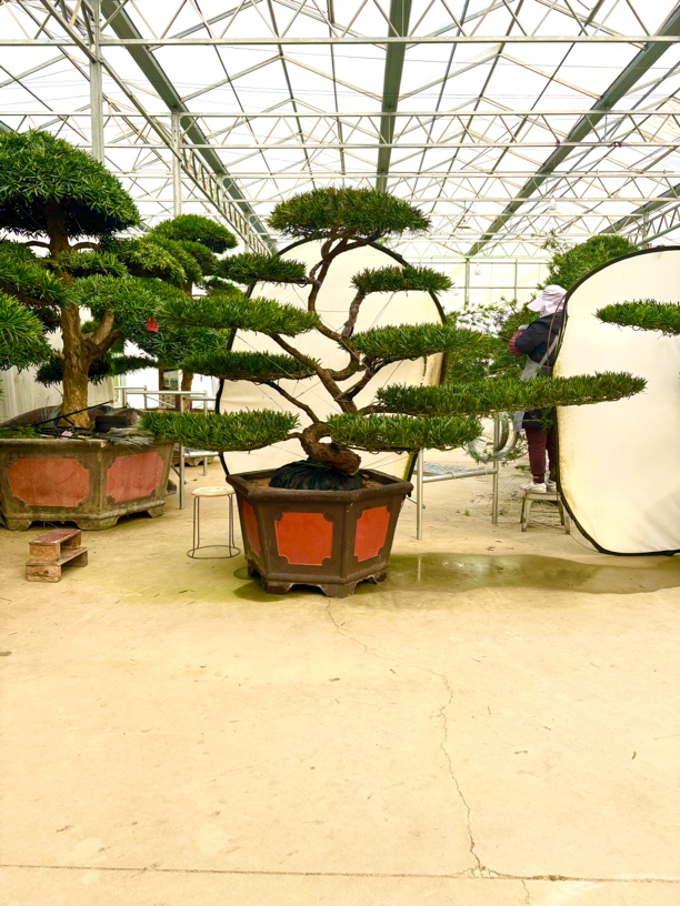 别墅庭院造型树罗汉松老桩盆景定金专用