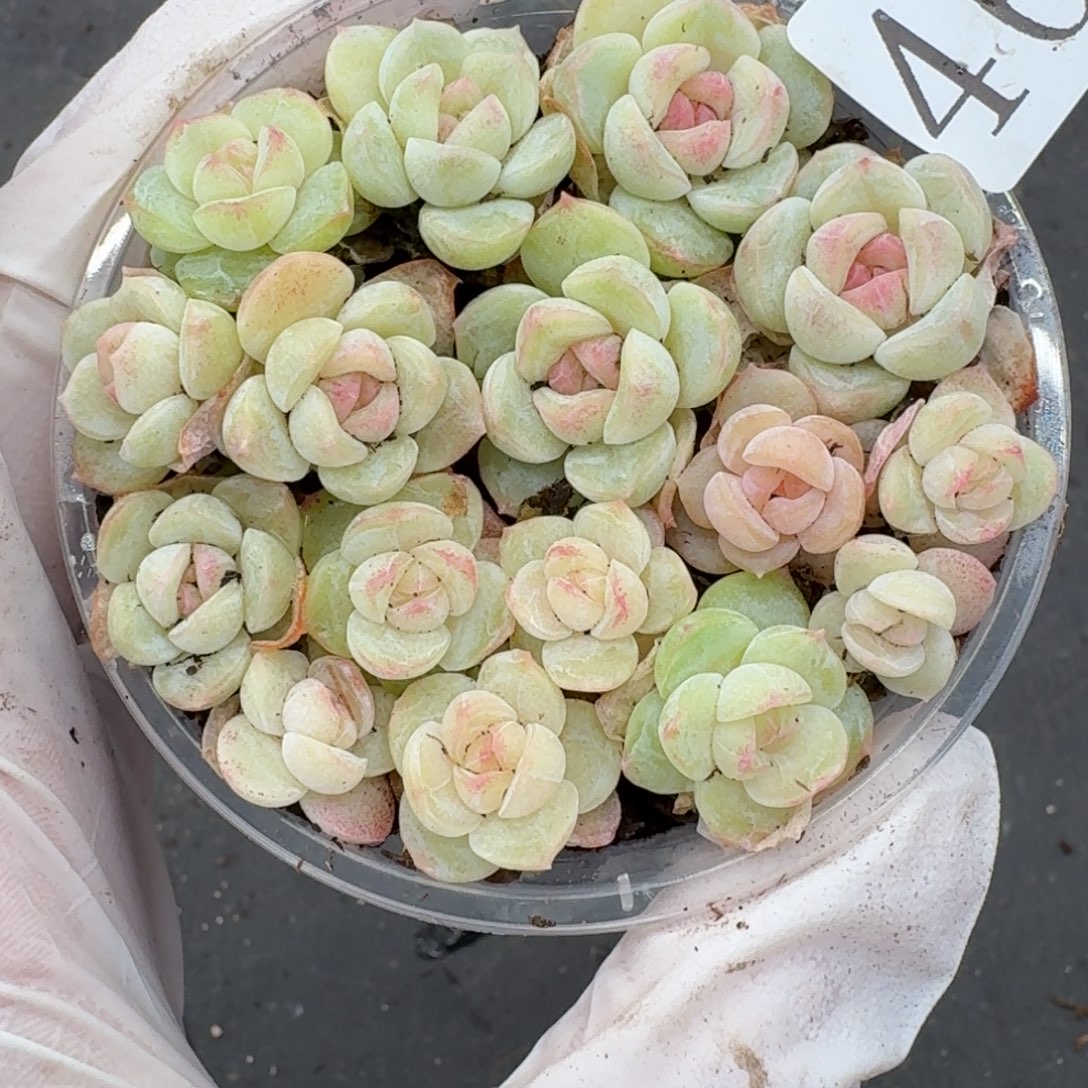 多肉植物多肉植物460