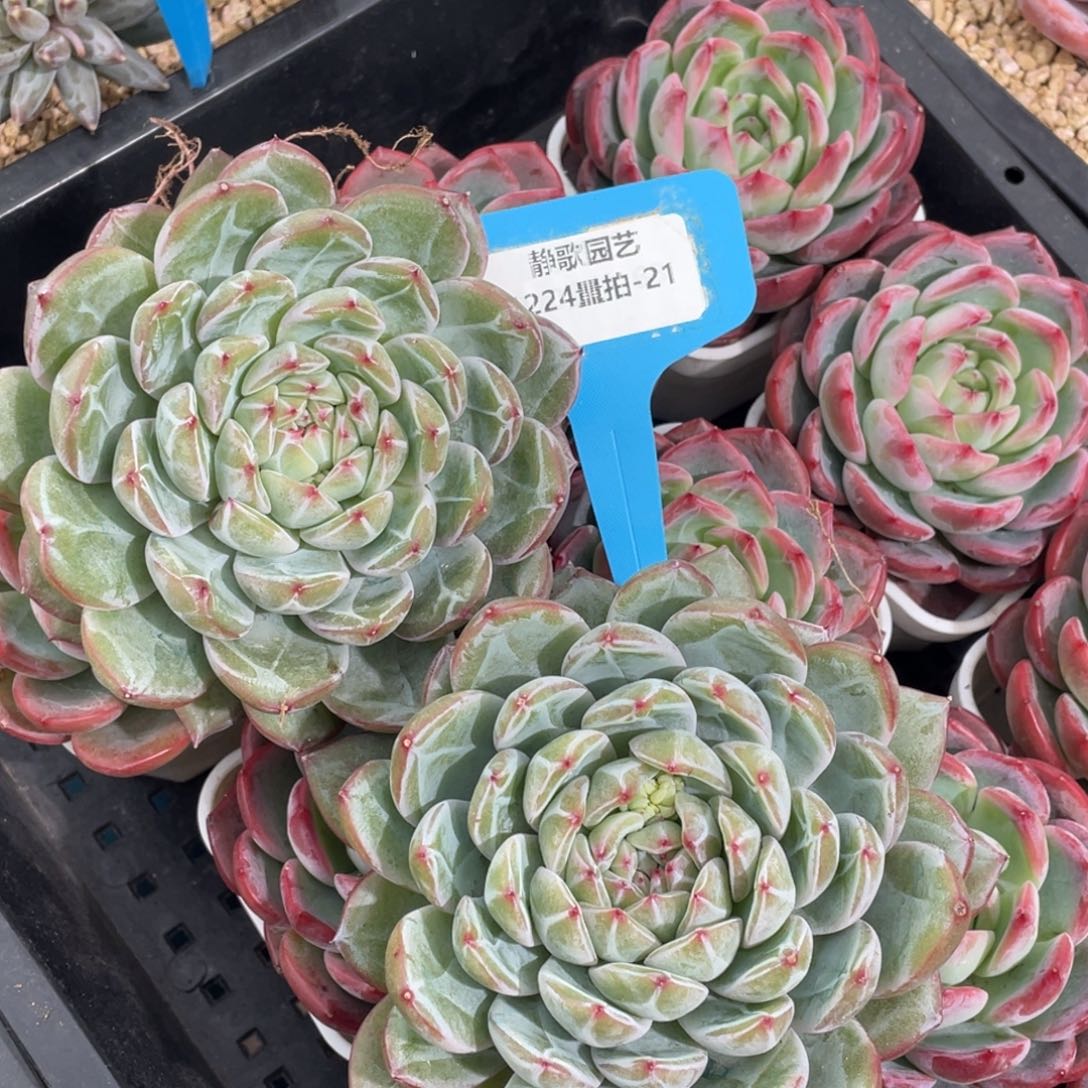 1224-21-精品雪花珍妮大单头一颗量拍