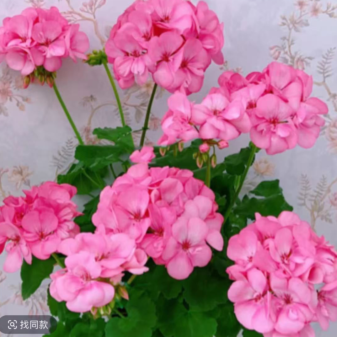 《艾米莉亚》大花球天竺葵