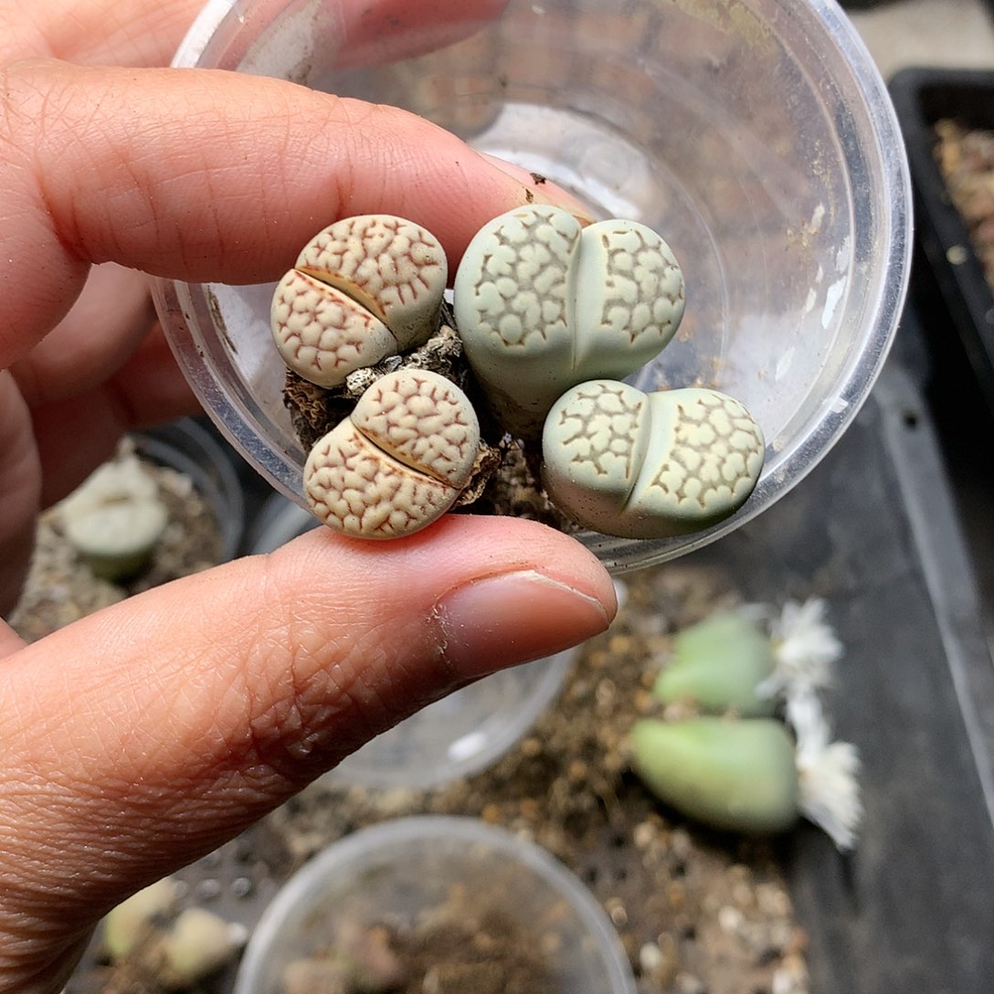 思****兮T208多肉植物保护研究所