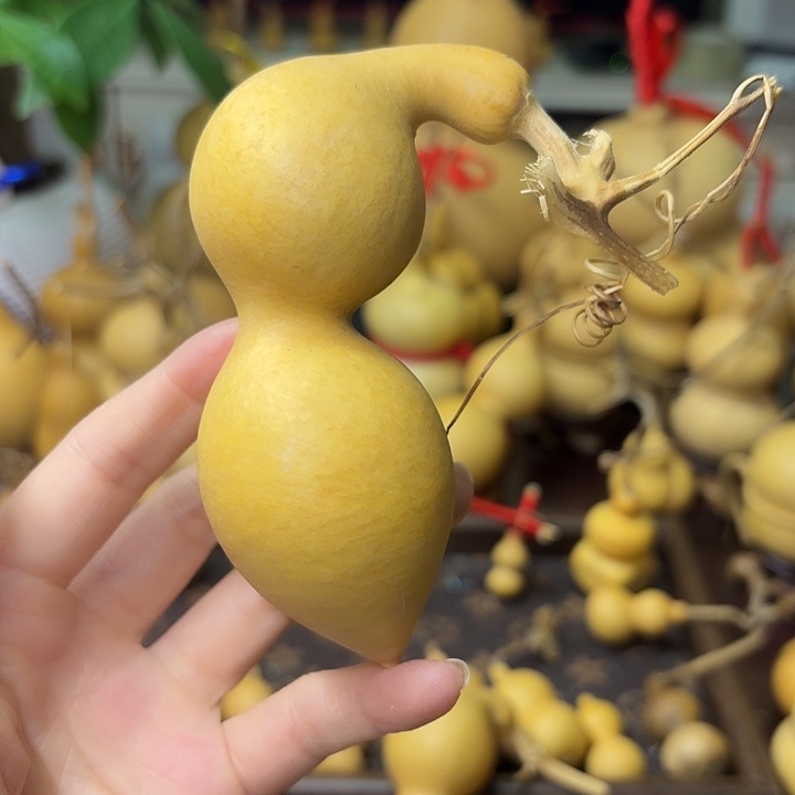 花****弓背蚂蚁精品葫芦微瑕