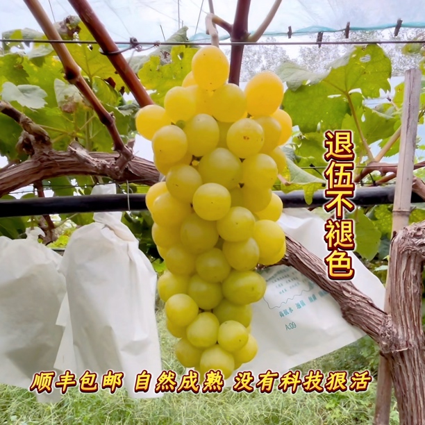 孕宝专属树上自然成熟自然着色没有科技与狠活正宗的阳光晴王葡萄