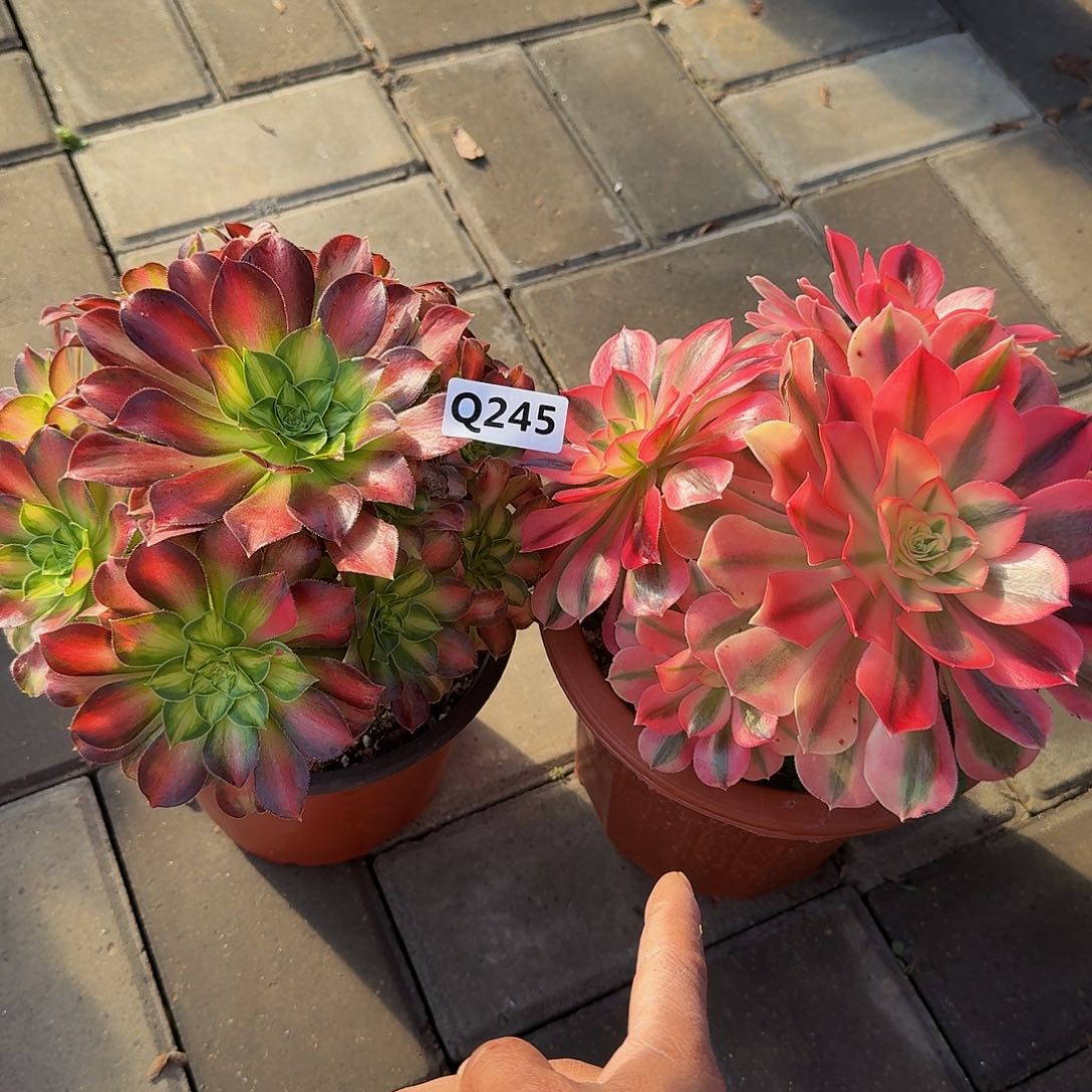 245女巫韶华33冠服17左右