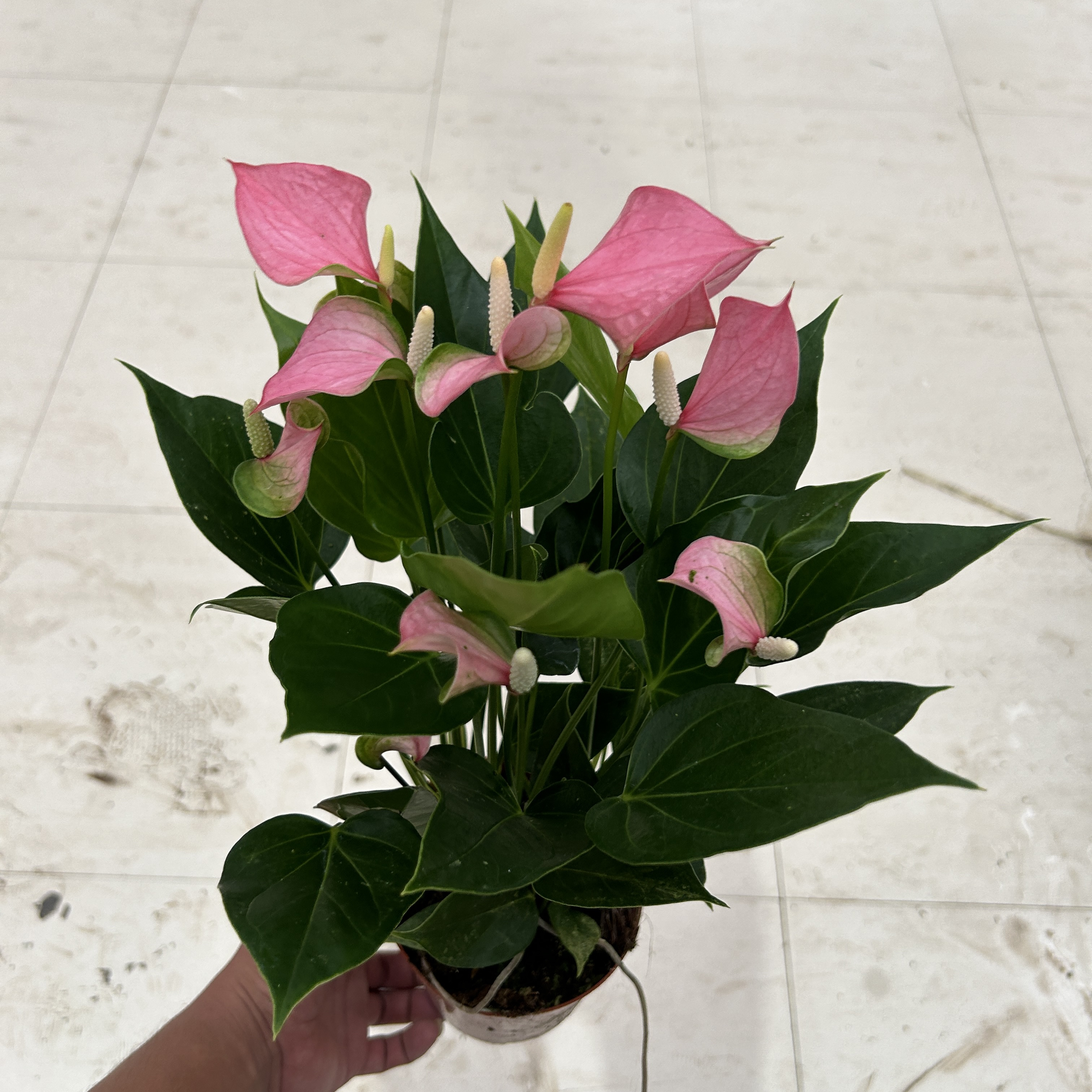 120粉掌粉精灵盆栽带花四季开花室内好养