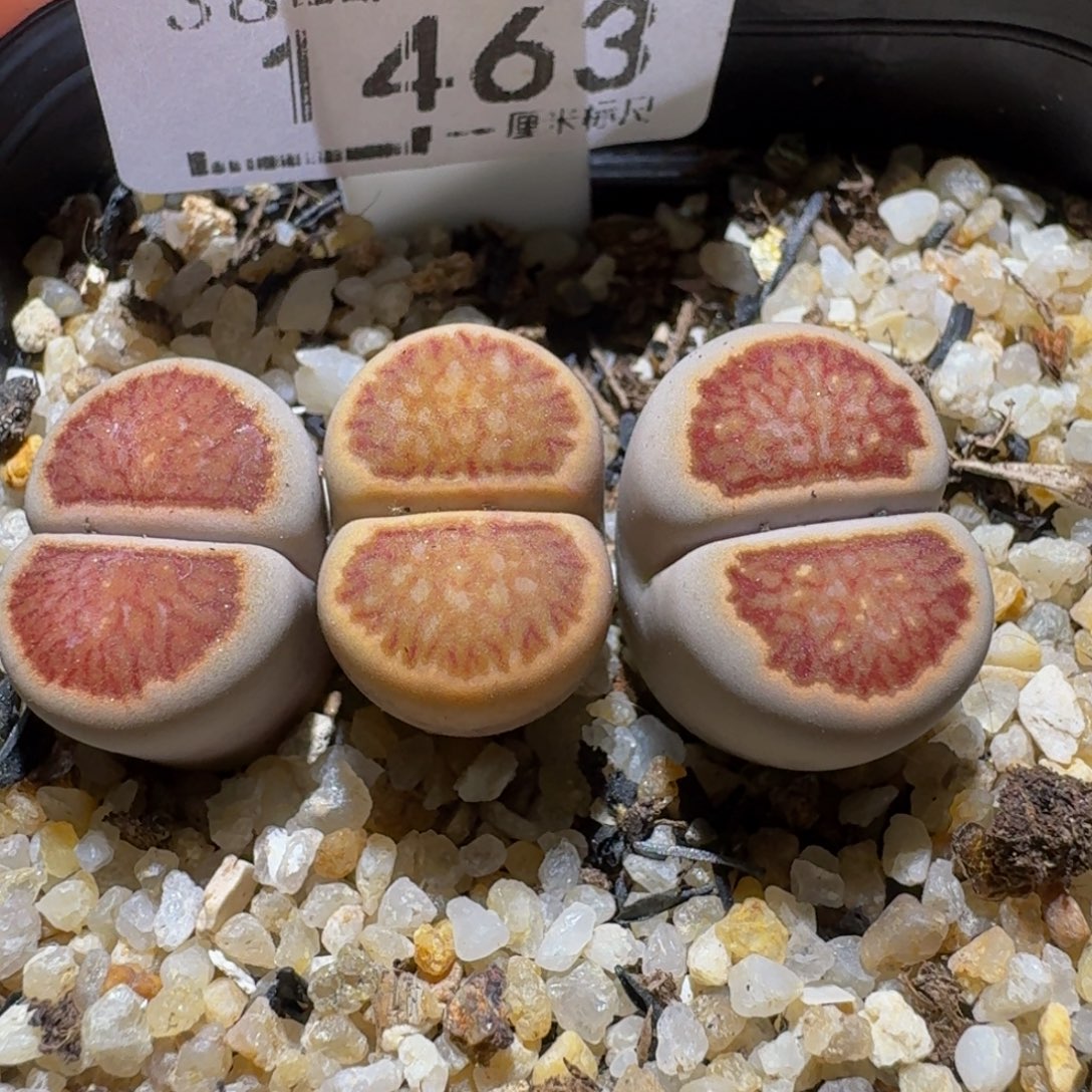 Ssss清棚价便宜1463