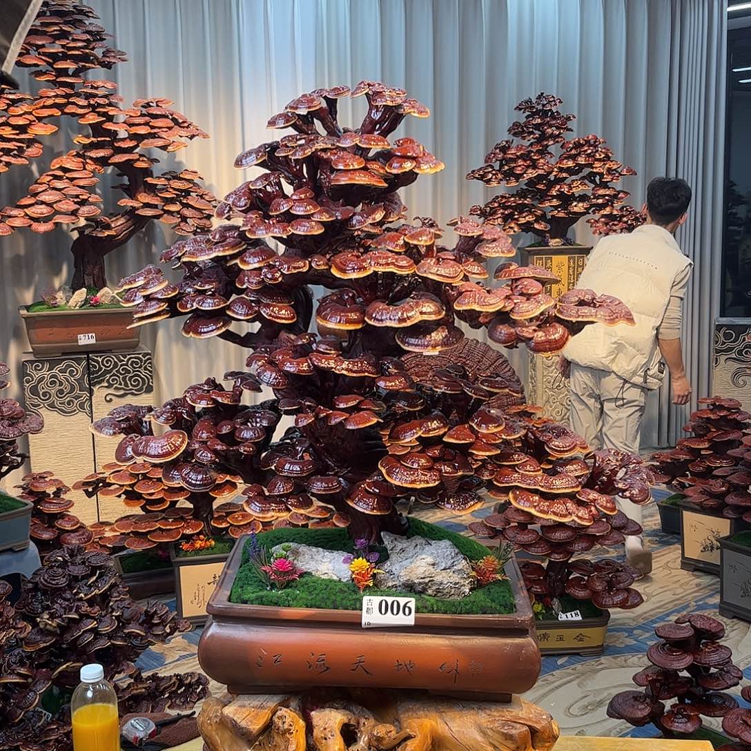 无花朵88888888888