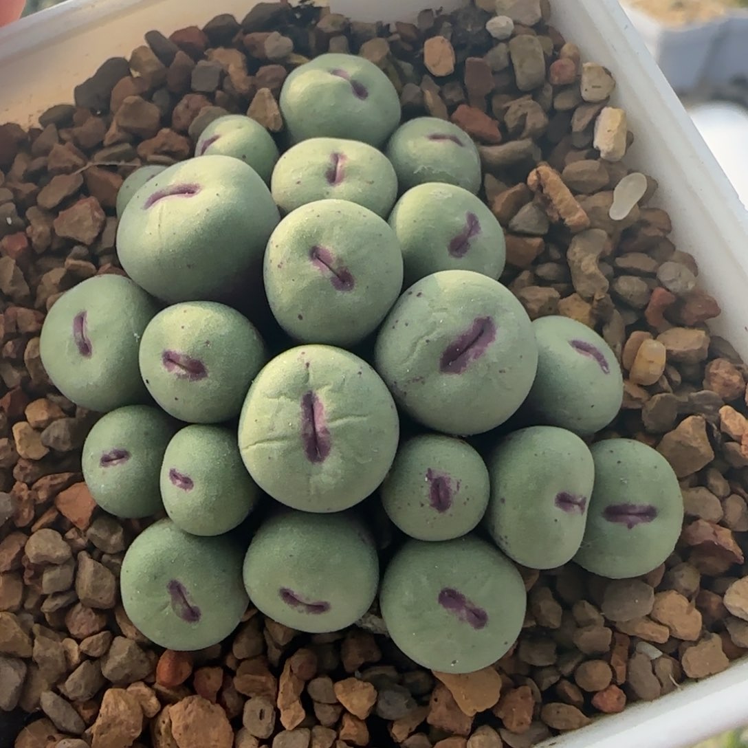 1.27多肉TS429嘟嘟嘴20号链接