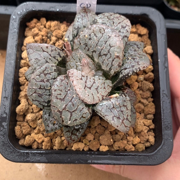 cp寿一物一拍带盆