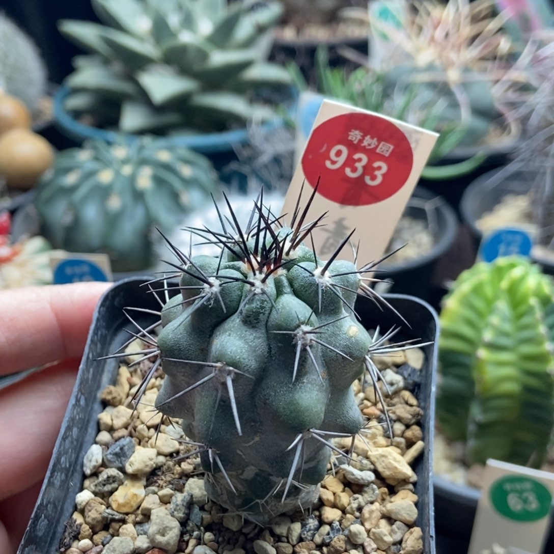 实生上腊龙爪球3.9cm根部有斑