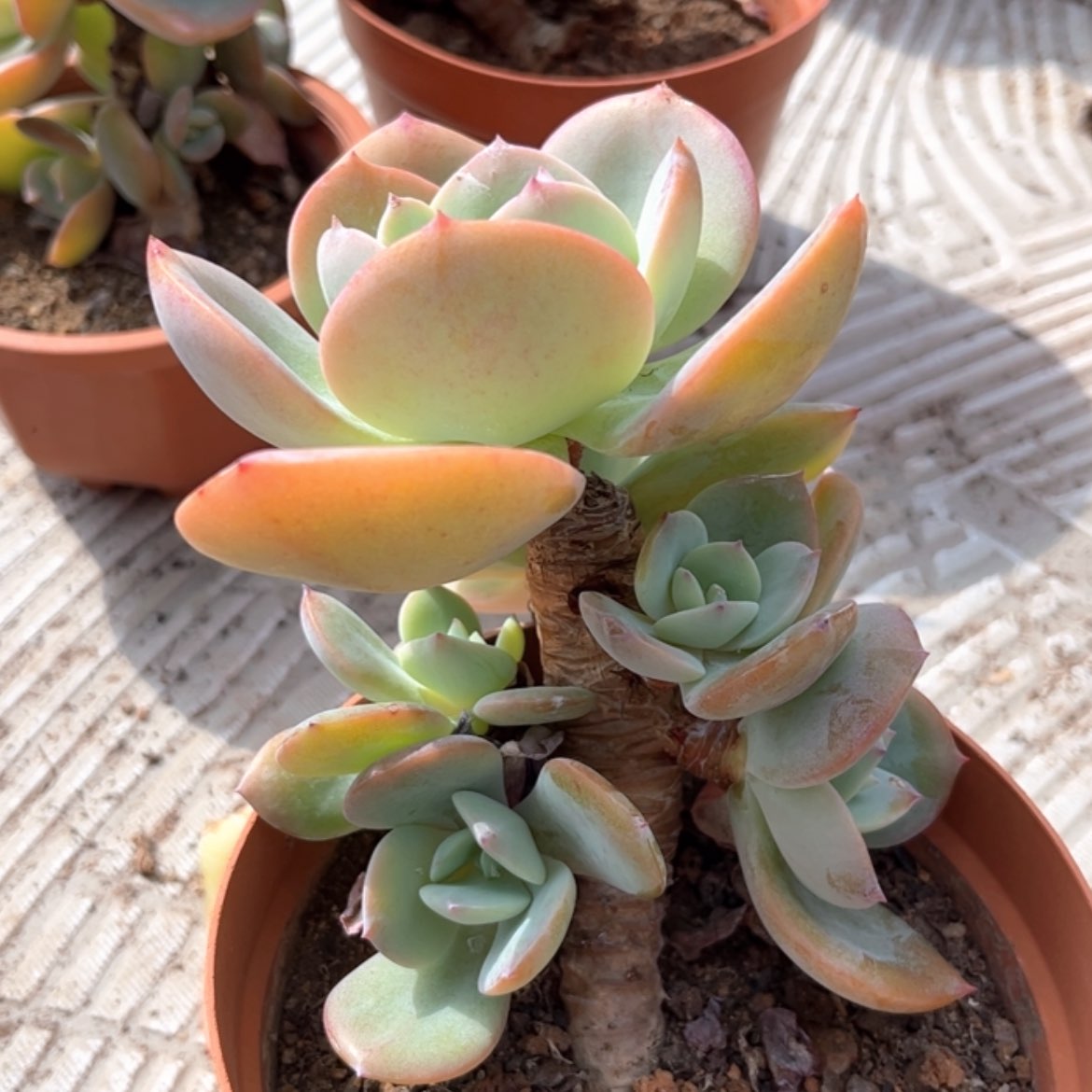 【闪购商品】无花朵兔**朵