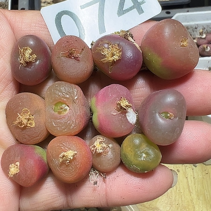 074号特价毛汗尼12个多肉植物