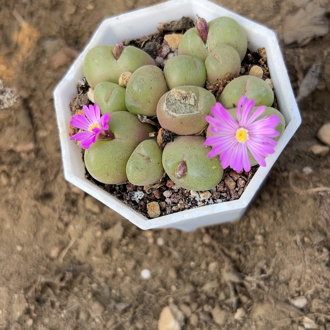 多肉植物毛翠堤群