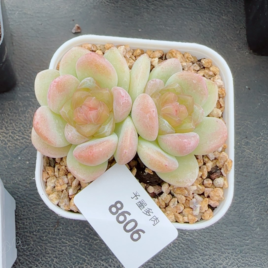 玉清风，8606多肉植物