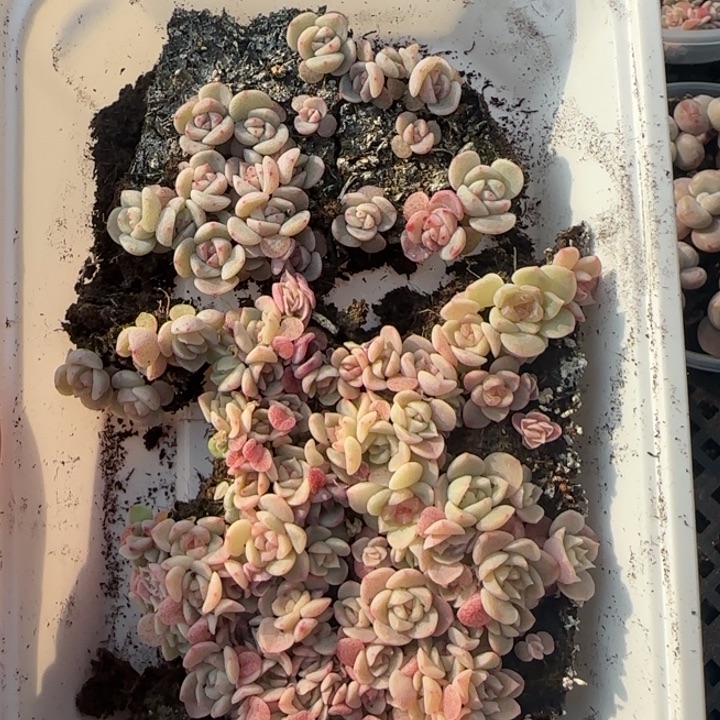 5王者系列多肉植物一盒