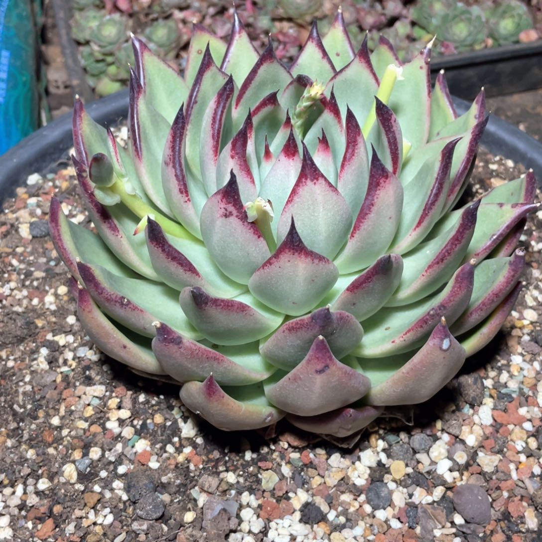 多肉植物多肉植物107