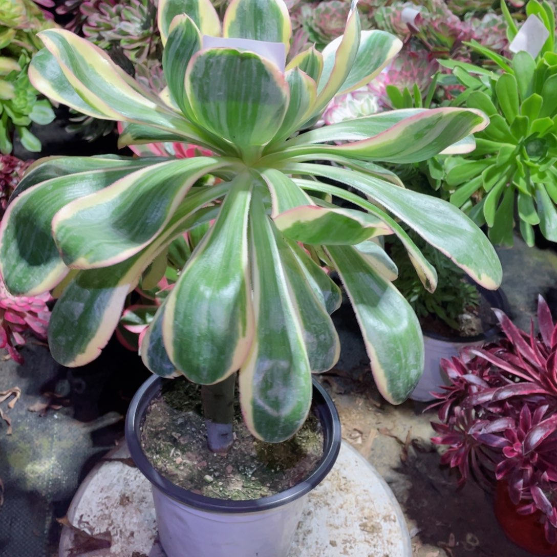 多肉植物燕姿锦764