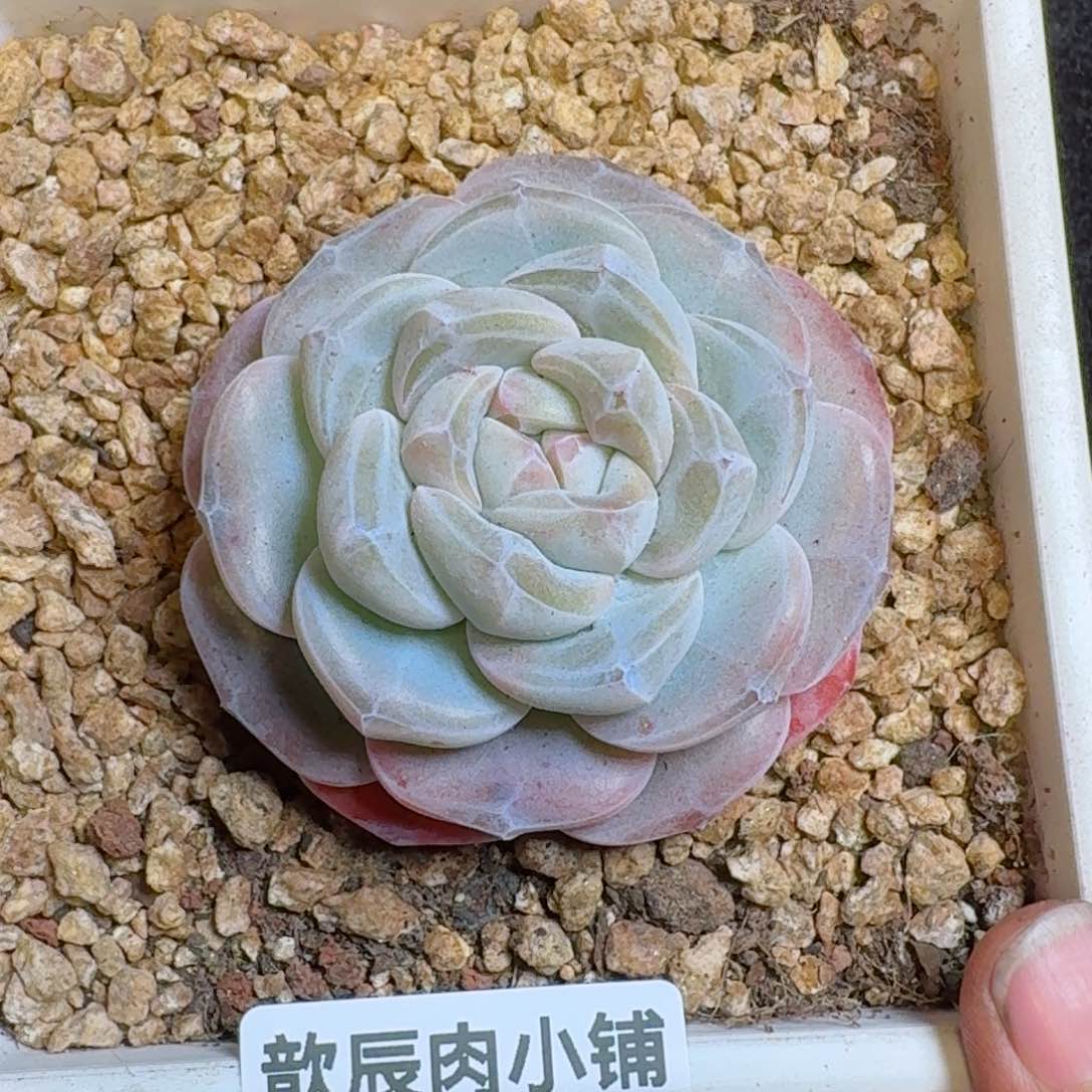 多肉植物  541  糖心冰玉