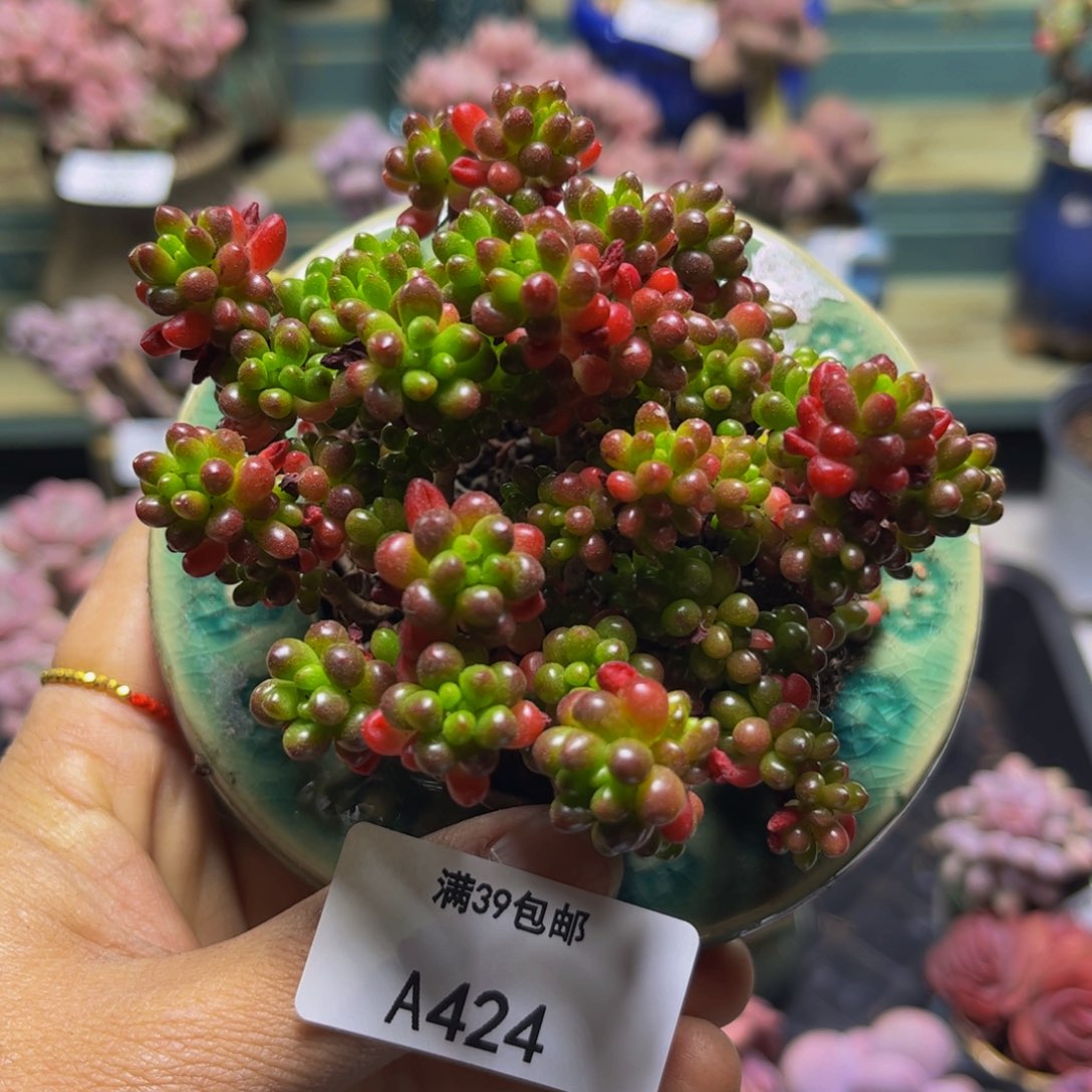 红浆果424/8cm多肉