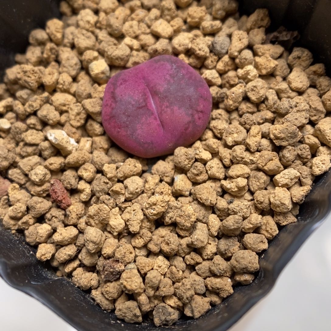 多肉植物肉锥杂交K-1072