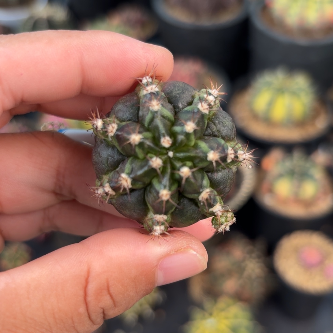 泰系米哈实生仙人球大腹肌309