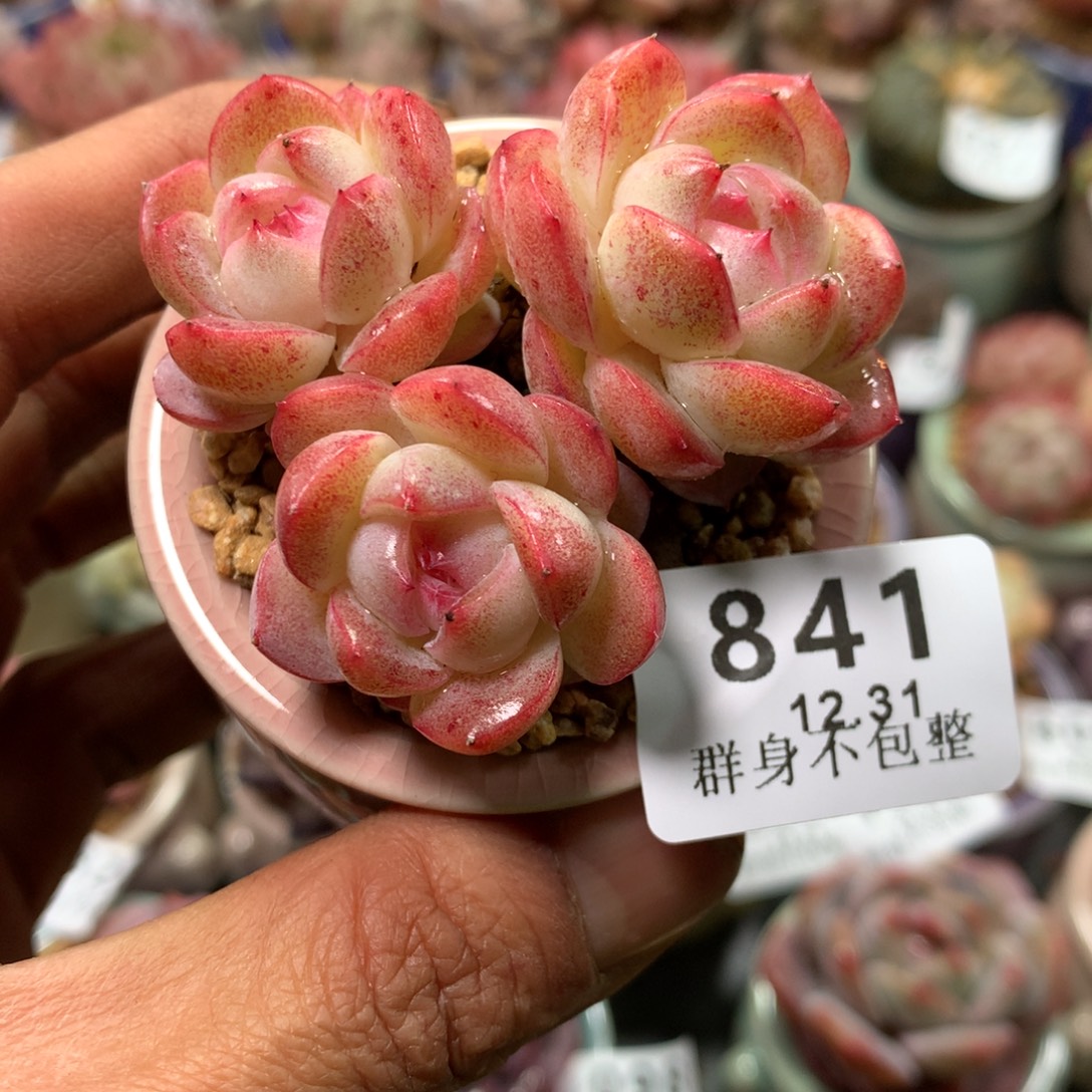 精控拇指盆131841