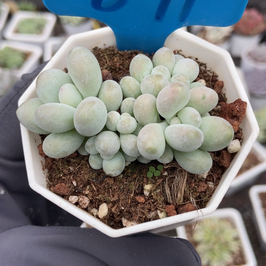 891彩虹奶多肉植物